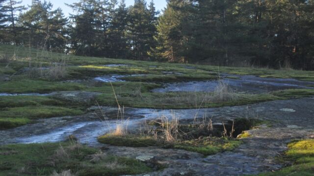 The seepy sandstone foreshore of Bellhouse Park supports a great variety of forbs, mosses and lichens