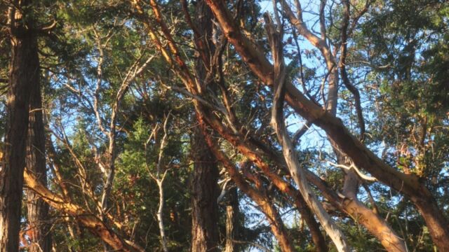Gorgeous arbutus trees rise up to the canopy alongside Douglas-fir in this coastal woodland