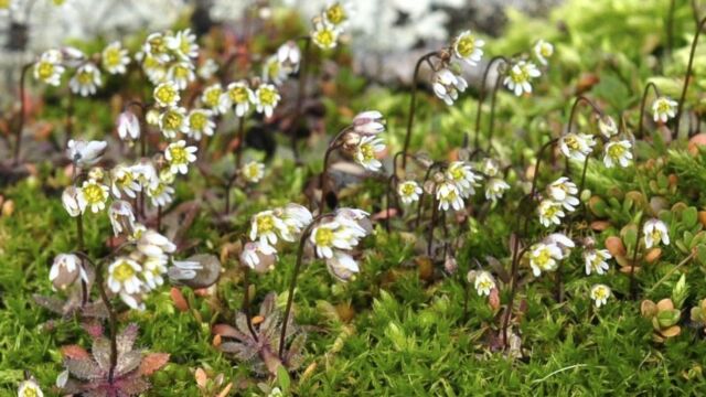 This cheery, albeit exotic, member of the mustard family is one of the earliest plants to flower on Galiano. Here seen flowering on Feb 21, 2017.