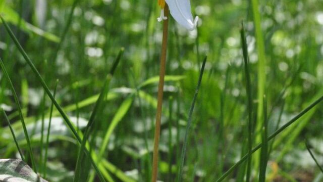Perhaps one of Bellhouse Park's greatest attractions are the fawn lilies that can be seen flowering by March