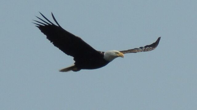 Bald eagle soaring above Bellhouse Park. Photo credit Anthony Wood
