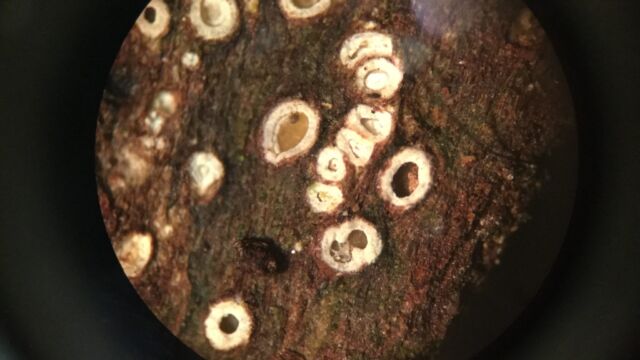 Stictis radiata is perhaps the tiniest, most obscure species you'll find at Bellhouse Park. Look for it on the shaded trunk of an old Arbutus.