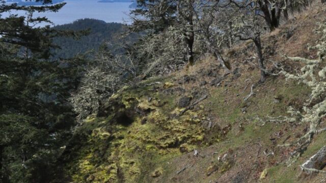 Herbaceous communities on a steep southwest-facing slope
