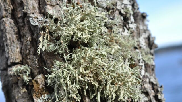 This common lichen is unfortunately looking a little stunted by pollution due to ship traffic through Active Pass. Sensitive things, lichens!