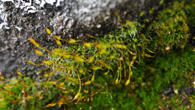 Look for this common urban moss on sandstone, or on the concrete footings of the gate at the entrance of Bellhouse Park.