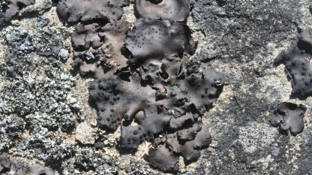 Found on the sandstone shoreline of Bellhouse Park, this lichen will also occur inland on siliceous rock. Though it is not that often seen.