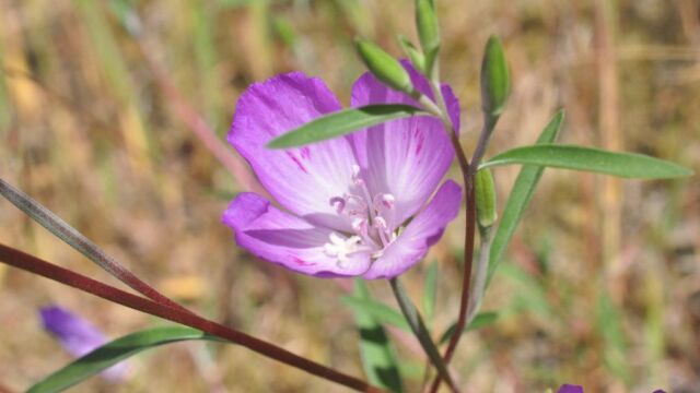 Farewell to spring (Clarkia amoena var. lindleyi) seen blooming on the slopes of Bluffs Park on May 29, 2017. Photo credit Andrew Simon