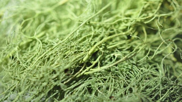 The Pitted Beard can be found draping the boughs of the Grandmother Tree, alongside other species of Usnea. This species can be distinguished from other species of Old man's beard by its dimpled cortex. Photo credit Andrew Simon
