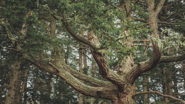Galiano's most beloved Douglas-fir, the Grandmother Tree embraces visitors to Bluffs Park. Photo credit Kris Krüg
