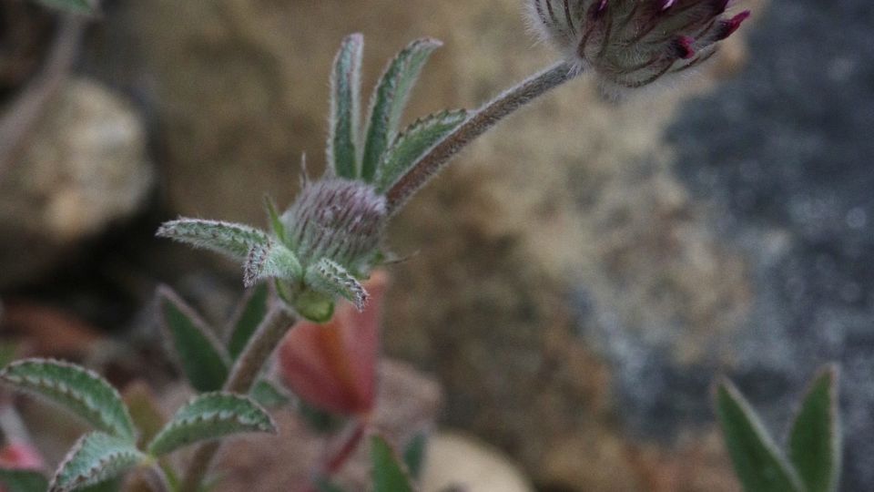 Macrae's clover (Trifolium dichotomum) – Red-listed (S2 (2021))